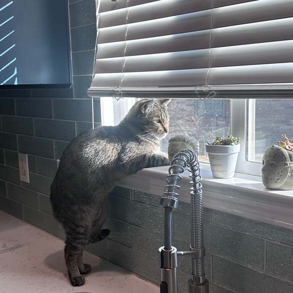 New Live Show Listing - Crystals - Picture 10 of 10